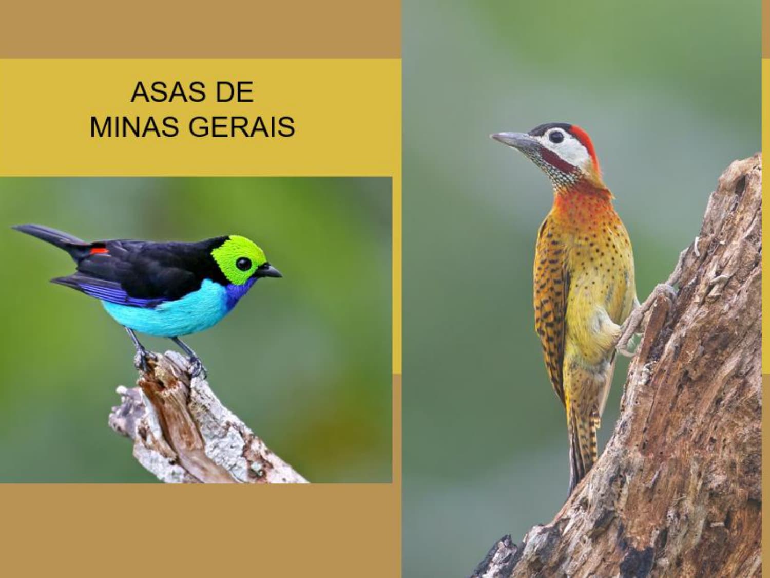 ASAS DE MINAS
