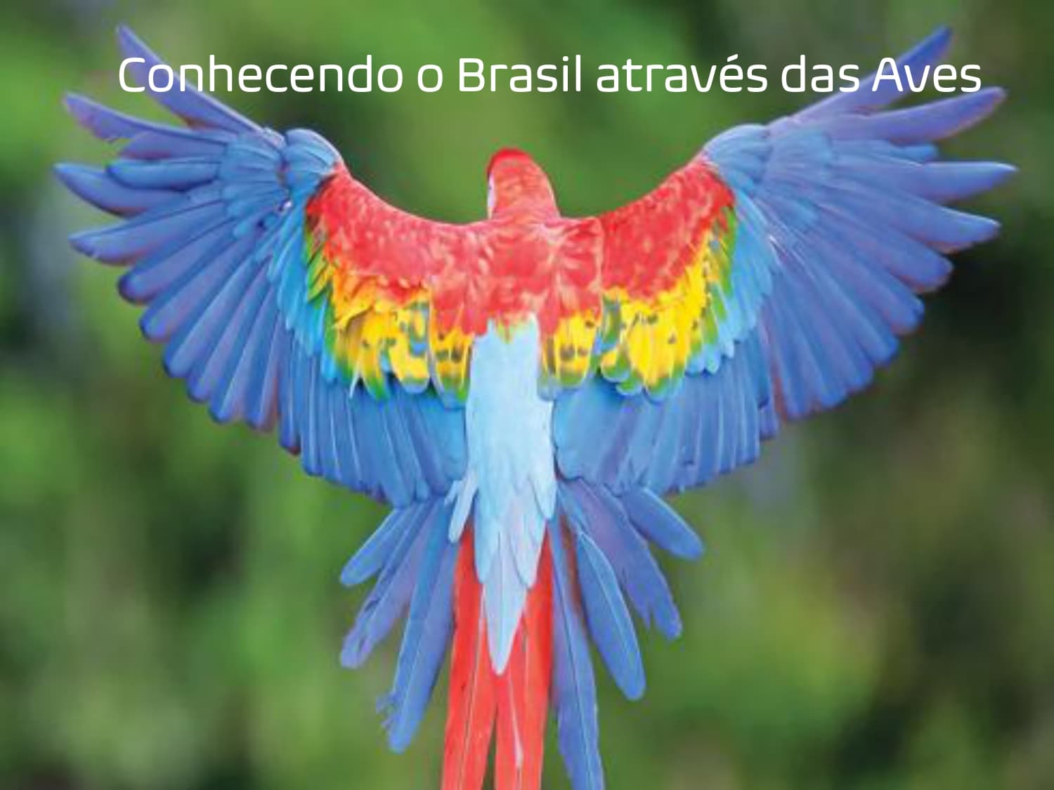 Conhecendo o Brasil através das Aves